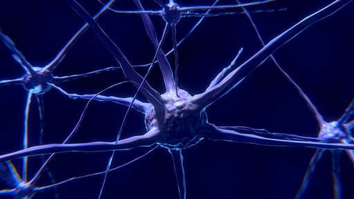 Circuit neuronaux schémas répétitifs